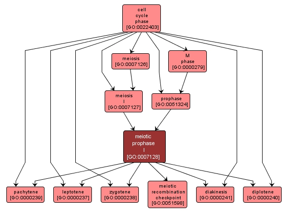 GO:0007128 - meiotic prophase I (interactive image map)