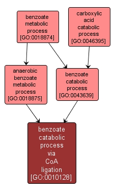 GO:0010128 - benzoate catabolic process via CoA ligation (interactive image map)