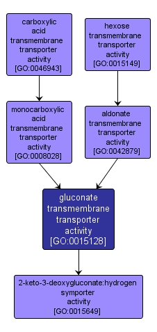 GO:0015128 - gluconate transmembrane transporter activity (interactive image map)