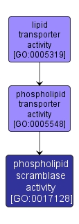 GO:0017128 - phospholipid scramblase activity (interactive image map)