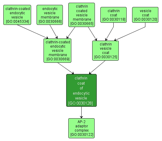 GO:0030128 - clathrin coat of endocytic vesicle (interactive image map)