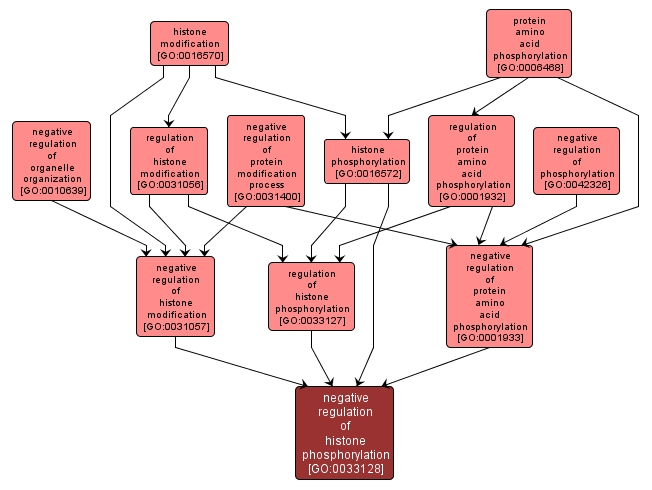 GO:0033128 - negative regulation of histone phosphorylation (interactive image map)