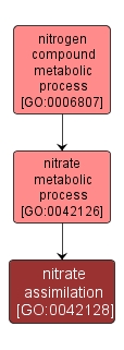 GO:0042128 - nitrate assimilation (interactive image map)