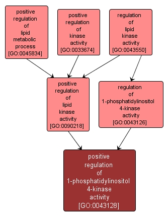GO:0043128 - positive regulation of 1-phosphatidylinositol 4-kinase activity (interactive image map)
