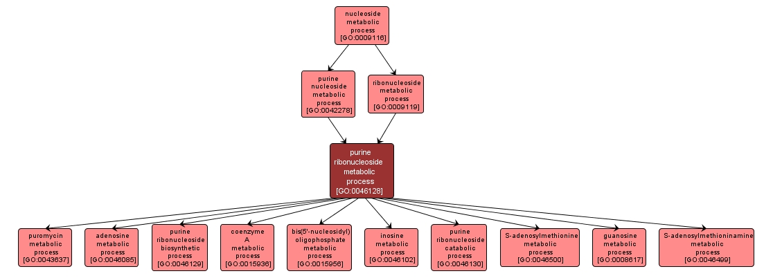 GO:0046128 - purine ribonucleoside metabolic process (interactive image map)