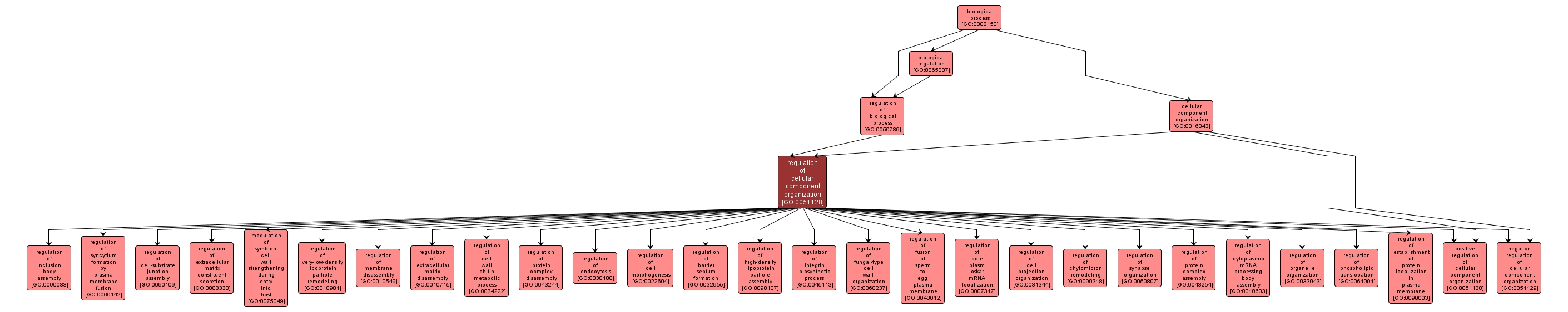 GO:0051128 - regulation of cellular component organization (interactive image map)