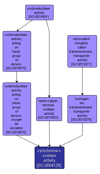 GO:0004129 - cytochrome-c oxidase activity (interactive image map)