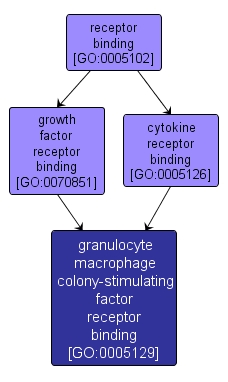GO:0005129 - granulocyte macrophage colony-stimulating factor receptor binding (interactive image map)