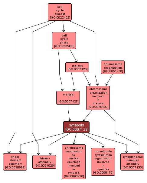 GO:0007129 - synapsis (interactive image map)