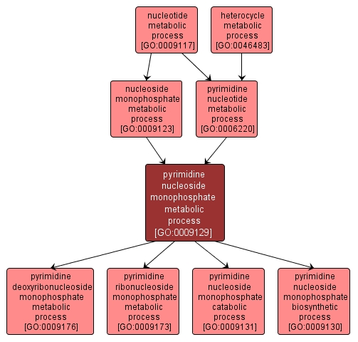 GO:0009129 - pyrimidine nucleoside monophosphate metabolic process (interactive image map)