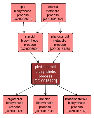 GO:0016129 - phytosteroid biosynthetic process (interactive image map)