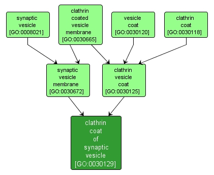 GO:0030129 - clathrin coat of synaptic vesicle (interactive image map)