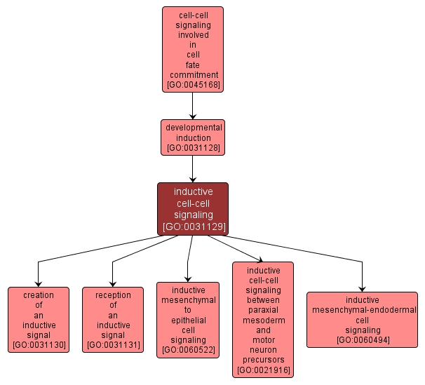 GO:0031129 - inductive cell-cell signaling (interactive image map)