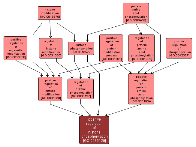 GO:0033129 - positive regulation of histone phosphorylation (interactive image map)