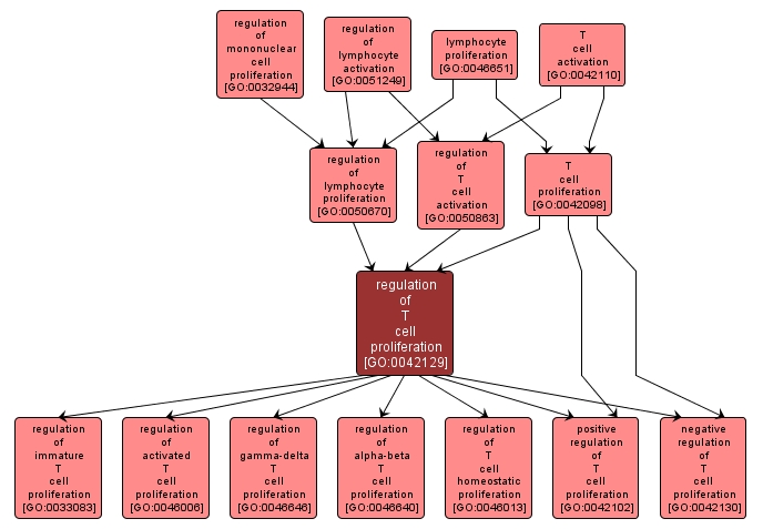 GO:0042129 - regulation of T cell proliferation (interactive image map)