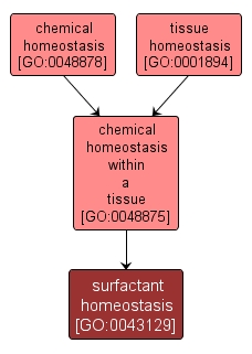 GO:0043129 - surfactant homeostasis (interactive image map)
