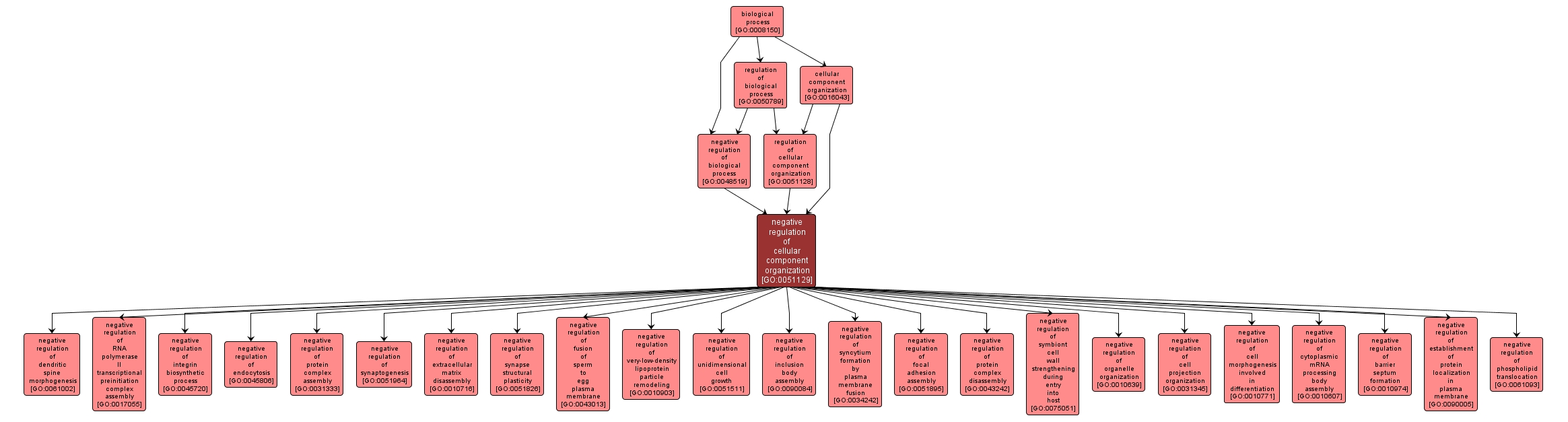 GO:0051129 - negative regulation of cellular component organization (interactive image map)