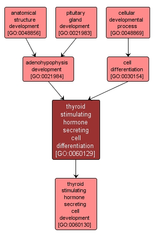 GO:0060129 - thyroid stimulating hormone secreting cell differentiation (interactive image map)