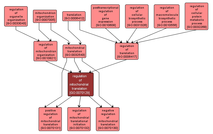 GO:0070129 - regulation of mitochondrial translation (interactive image map)