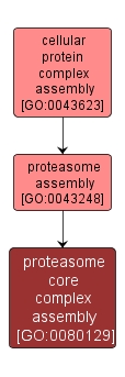 GO:0080129 - proteasome core complex assembly (interactive image map)