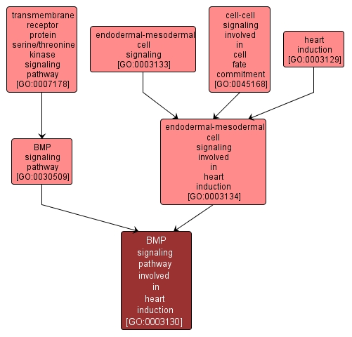 GO:0003130 - BMP signaling pathway involved in heart induction (interactive image map)