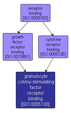 GO:0005130 - granulocyte colony-stimulating factor receptor binding (interactive image map)