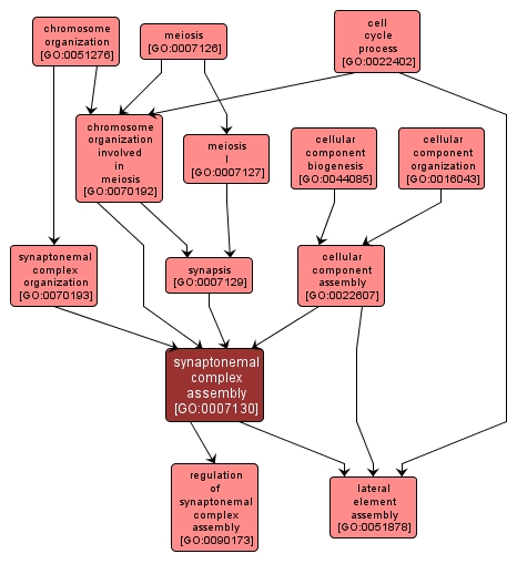 GO:0007130 - synaptonemal complex assembly (interactive image map)