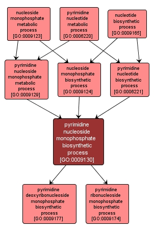 GO:0009130 - pyrimidine nucleoside monophosphate biosynthetic process (interactive image map)