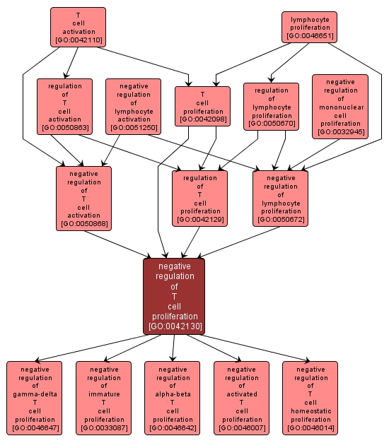 GO:0042130 - negative regulation of T cell proliferation (interactive image map)