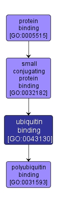 GO:0043130 - ubiquitin binding (interactive image map)