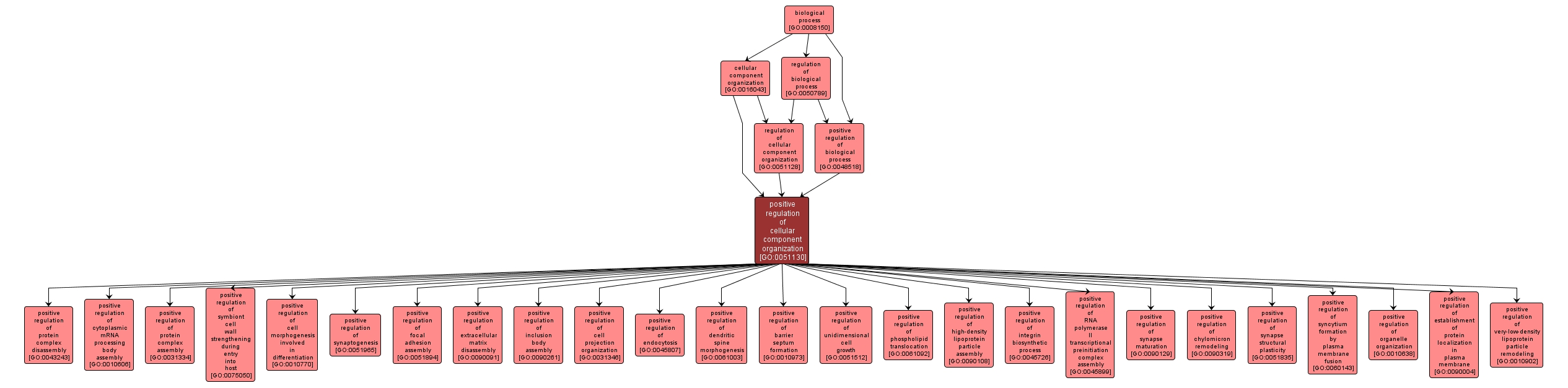 GO:0051130 - positive regulation of cellular component organization (interactive image map)