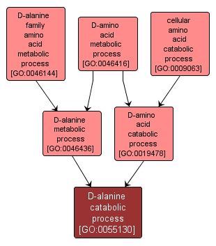 GO:0055130 - D-alanine catabolic process (interactive image map)