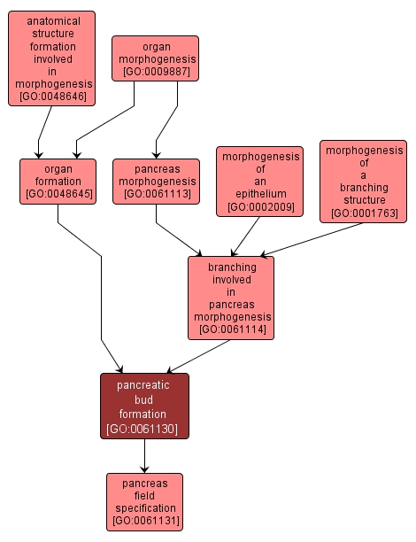 GO:0061130 - pancreatic bud formation (interactive image map)