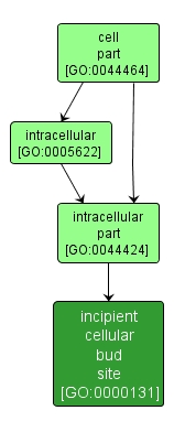 GO:0000131 - incipient cellular bud site (interactive image map)