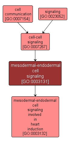 GO:0003131 - mesodermal-endodermal cell signaling (interactive image map)
