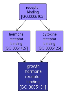 GO:0005131 - growth hormone receptor binding (interactive image map)