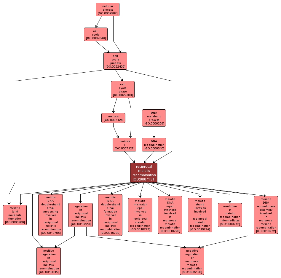 GO:0007131 - reciprocal meiotic recombination (interactive image map)