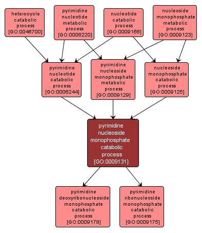 GO:0009131 - pyrimidine nucleoside monophosphate catabolic process (interactive image map)