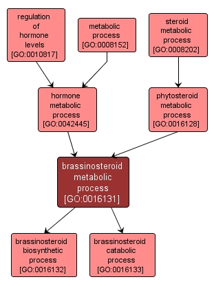 GO:0016131 - brassinosteroid metabolic process (interactive image map)
