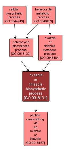 GO:0018131 - oxazole or thiazole biosynthetic process (interactive image map)