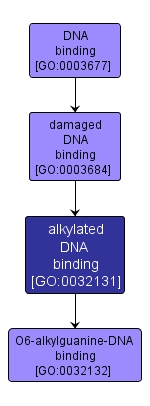 GO:0032131 - alkylated DNA binding (interactive image map)