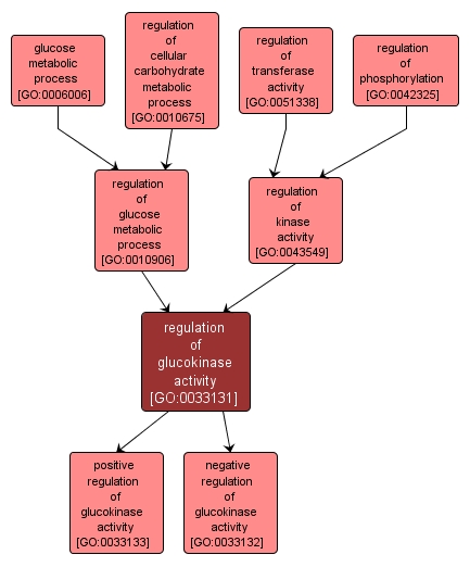 GO:0033131 - regulation of glucokinase activity (interactive image map)