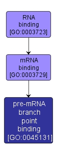 GO:0045131 - pre-mRNA branch point binding (interactive image map)