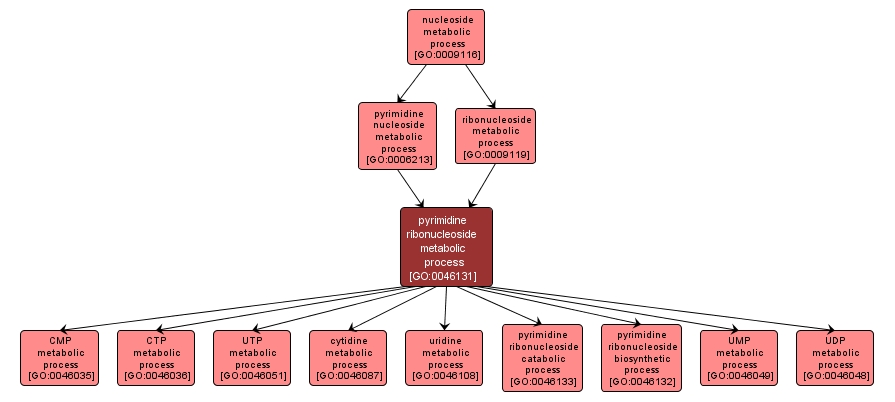 GO:0046131 - pyrimidine ribonucleoside metabolic process (interactive image map)