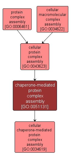 GO:0051131 - chaperone-mediated protein complex assembly (interactive image map)