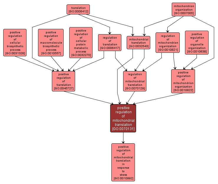 GO:0070131 - positive regulation of mitochondrial translation (interactive image map)