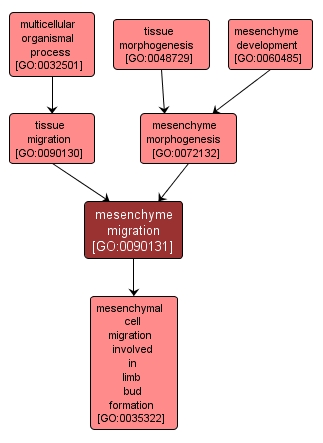 GO:0090131 - mesenchyme migration (interactive image map)