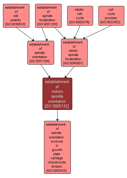 GO:0000132 - establishment of mitotic spindle orientation (interactive image map)