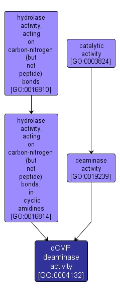 GO:0004132 - dCMP deaminase activity (interactive image map)