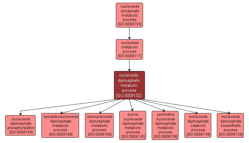 GO:0009132 - nucleoside diphosphate metabolic process (interactive image map)